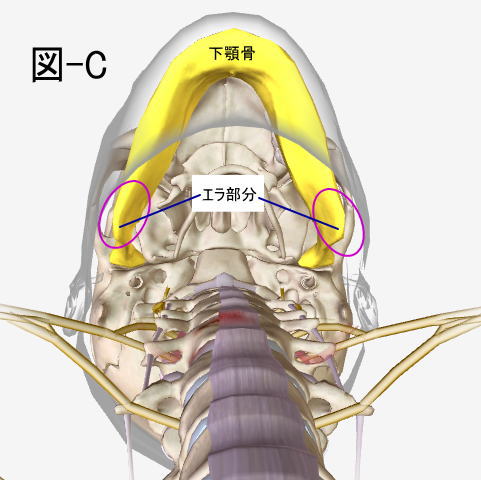 エラ張りと顎関節の左右の距離の関連