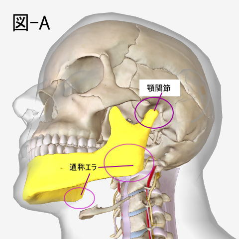 顎関節とエラ張りの関係性