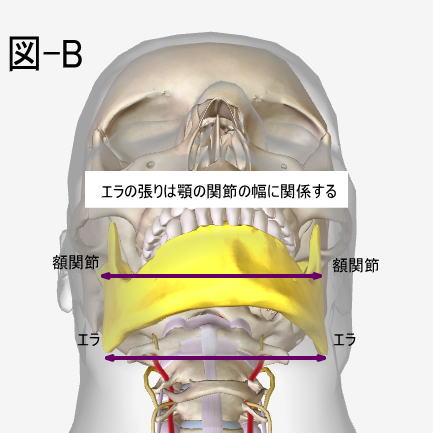左右の額関節の距離とエラ張りの関係